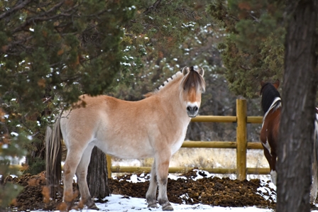 Fjord Horse